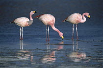 Puna Flamingo (Phoenicopterus jamesi) rare, three drinking from freshwater springs along lake edge, Laguna Colorada, Andean altiplano above 4,000 meters elevation, Bolivia