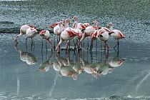 Puna Flamingo (Phoenicopterus jamesi) rare, flock feeding on diatoms that add red tint to saline lake, Laguna Colorada, Andean altiplano above 4,000 meters Elevation, Bolivia