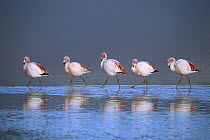 Puna Flamingo (Phoenicopterus jamesi) rare, flock walking in a line in saline lake tinted red by diatoms that the flamingos feed on, Laguna Colorada, Andean altiplano above 4,000 meters elevation, Bol...