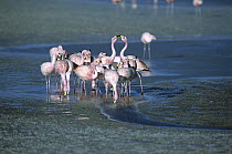 Puna Flamingo (Phoenicopterus jamesi) rare, flock drinking from freshwater springs along lake edge, Laguna Colorada, Andean altiplano above 4,000 meters elevation, Bolivia
