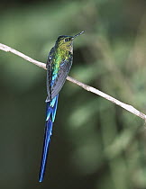 Violet-tailed Sylph (Aglaiocercus coelestis) hummingbird male perching on branch in cloud forest at 1, 500 meters elevation on western slope of Pichincha Volcano, lower Tandayapa Valley, Choco Darien...