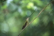 Sword-billed Hummingbird (Ensifera ensifera) perching in the montane forest along the eastern slope of the, Andes Mountains, Papallacta Valley, Ecuador