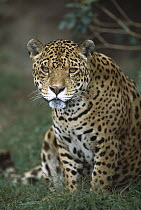 Jaguar (Panthera onca) portrait, Ecuador