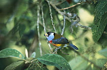 Toucan Barbet (Semnornis ramphastinus) feeding on berries in the cloud forest, Tandayapa Valley, western slope of Pichincha Volcano, Choco Darien Ecoregion, Andes Mountains, Ecuador