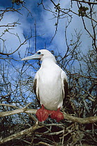 Red-footed Booby (Sula sula) white morph represents only five percent of the Galapagos population but is reverse elsewhere, Genovesa Tower Island, Galapagos Islands, Ecuador