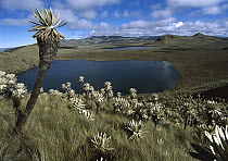 Frailejones (Espeletia hartwegiana) a specialized composite plant growing in the high elevation, wet Paramo Grassland habitat, Paramo Del Angel, Northern Andes, Ecuador