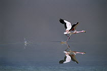 Puna Flamingo (Phoenicopterus jamesi) taking off from Laguna Colorada, Bolivia