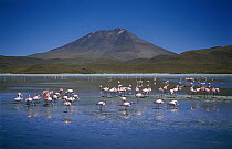 Puna Flamingo (Phoenicopterus jamesi) flock feeding in Laguna Hedionda, Bolivia
