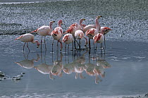 Puna Flamingo (Phoenicopterus jamesi) flock feeding in Laguna Hedionda, Bolivia