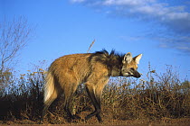 Maned Wolf (Chrysocyon brachyurus) stilt-like legs adapted for roaming long distances in tall grass habitat, Serra de Canastra National Park, Brazil
