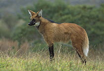 Maned Wolf (Chrysocyon brachyurus) portrait standing in open Cerrado grassland, Serra de Canastra National Park