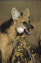 Maned Wolf (Chrysocyon brachyurus) portrait with open mouth, standing in open Cerrado grassland, Serra de Canastra National Park, Brazil