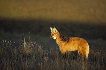 Maned Wolf (Chrysocyon brachyurus) solitary hunter of open Cerrado grassland, Serra de Canastra National Park