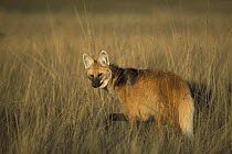 Maned Wolf (Chrysocyon brachyurus) patrolling huge territory in open Cerrado grasslands habitat, Serra de Canastra National Park, Brazil
