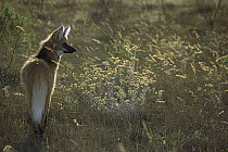 Maned Wolf (Chrysocyon brachyurus) hunting in grasslands in late afternoon during the dry season, Serra de Canastra National Park, Brazil