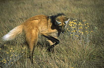 Maned Wolf (Chrysocyon brachyurus) stalking rodent in dense grass, raised tail shows excitement, Serra de Canastra National Park, Brazil