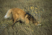 Maned Wolf (Chrysocyon brachyurus) catching rodent hiding in dense grass, Serra de Canastra National Park, Brazil