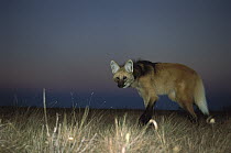 Maned Wolf (Chrysocyon brachyurus) setting out to hunt at dusk, mainly a nocturnal animal, Serra de Canastra National Park, Brazil