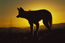 Maned Wolf (Chrysocyon brachyurus) silhouetted against sun, setting out to hunt at dusk, mainly a nocturnal animal, Serra de Canastra National Park, Brazil