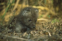 Maned Wolf (Chrysocyon brachyurus) 34 day old pup beginning to explore its surroundings, Brazil