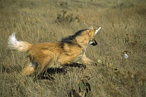 Maned Wolf (Chrysocyon brachyurus) catching small ground bird in Cerrado grassland, Serra de Canastra National Park, Brazil