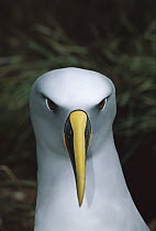 Buller's Albatross (Thalassarche bulleri) endemic to New Zealand's southern islands, breeding adult exhibiting colorful bill, Snares Islands, New Zealand