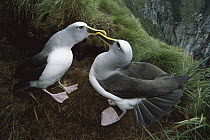 Buller's Albatross (Thalassarche bulleri) pair performing courtship dance which includes tail fanning, fake preening, bill touching and calling, endemic to New Zealand's southern islands, Snares Islan...