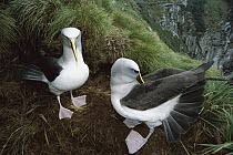 Buller's Albatross (Thalassarche bulleri) pair performing courtship dance which includes tail fanning, fake preening, bill touching and calling, endemic to New Zealand's southern islands, Snares Islan...