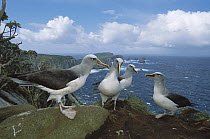 Buller's Albatross (Thalassarche bulleri) gamming group of four on storm-lashed western cliffs looking toward south promonitory, endemic to New Zealand's southern islands, Snares Islands, New Zealand