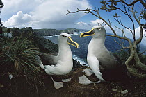 Buller's Albatross (Thalassarche bulleri) pair on storm-lashed western cliffs looking toward south promonitory, Snares Islands, endemic to New Zealand's southern Islands, New Zealand