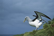 Buller's Albatross (Thalassarche bulleri) endemic to New Zealand's southern islands, breeding adult spreading wings and exhibiting colorful bill, Snares Islands, New Zealand
