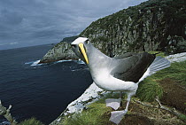 Buller's Albatross (Thalassarche bulleri) endemic to New Zealand's southern islands, investigating potential nest site on cliff along Olearia forest edge, Mollymawk Bay, Snares Islands, New Zealand