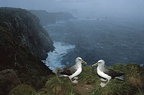 Buller's Albatross (Thalassarche bulleri) endemic to New Zealand's southern islands, pair courting on storm-lashed western cliffs looking toward south promonitory, Snares Islands, New Zealand