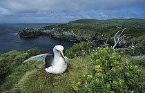 Buller's Albatross (Thalassarche bulleri) endemic to New Zealand's South Island, nesting among endemic coastal plants, Kokomuka (Hebe elliptica) and (Poa astonii), North Punui Bay, Snares Islands, New...