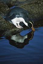 Snares Crested Penguin (Eudyptes robustus) drinking from rain pool, Station Point, Snares Islands, New Zealand
