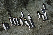Snares Crested Penguin (Eudyptes robustus) group following commuter route up granite slope into Olearia forest, Station Point, Snares Islands, New Zealand