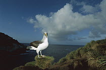 Buller's Albatross (Thalassarche bulleri) endemic to New Zealand's southern islands, breeding adult standing on cliff edge exhibiting colorful bill, Snares Islands, New Zealand