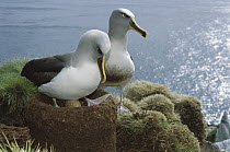 Buller's Albatross (Thalassarche bulleri) endemic to New Zealand's southern islands, pair sharing duties during 69 day incubation, Snares Islands, New Zealand