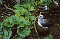 Buller's Albatross (Thalassarche bulleri) endemic to New Zealand's South Island, nesting among endemic coastal plants, Kokomuka (Hebe elliptica) and (Poa astonii), North Punui Bay, Snares Islands, New...