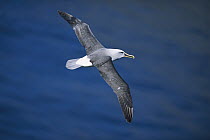 Buller's Albatross (Thalassarche bulleri) endemic to New Zealand's southern islands, flying over ocean, Snares Islands, New Zealand