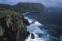 Coastal landscape showing storm-lashed cliffs, Olearia forest and tussock grass, Razorback Ridge, Snares Islands, New Zealand