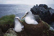 Buller's Albatross (Thalassarche bulleri) endemic to New Zealand's southern islands, pair reinforcing their mud nest during incubation swap, Snares Islands, New Zealand