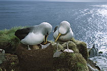 Buller's Albatross (Thalassarche bulleri) endemic to New Zealand's southern islands, pair swapping duties during 69 day incubation, Snares Islands, New Zealand
