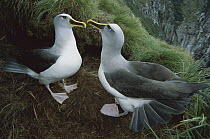 Buller's Albatross (Thalassarche bulleri) pair performing courtship dance, Snares Islands, New Zealand