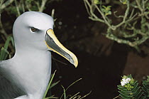 Buller's Albatross (Thalassarche bulleri) endemic to New Zealand's southern islands, breeding adult with colorful bill, Snares Islands, New Zealand