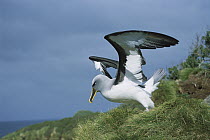 Buller's Albatross (Thalassarche bulleri) endemic to New Zealand's southern islands, breeding adult with brightly-colored bill, Snares Islands, New Zealand