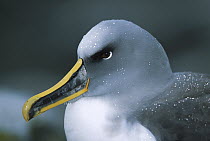 Buller's Albatross (Thalassarche bulleri) endemic to New Zealand's southern islands, close-up profile portrait of breeding adult with brightly-colored bill and water droplets on its feathers, Snares I...