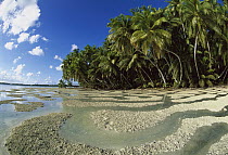 Palm trees and water flowing on beach on Palmyra Atoll, a wet, equatorial atoll with fringing reefs, native forests and abundant seabirds, Palmyra Atoll National Wildlife Refuge, US Line Islands