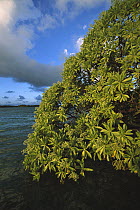 Velvetleaf Soldierbush (Tournefortia argentea) along shoreline of Palmyra Atoll, US National Wildlife Refuge, US Line Islands