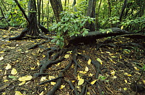 Grand Devil's-claws (Pisonia grandis) in native rainforest on interior of Palmyra Atoll, US National Wildlife Refuge, US Line Islands